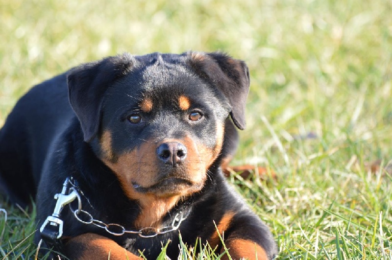 Masaye vom Haus Metzgerhund