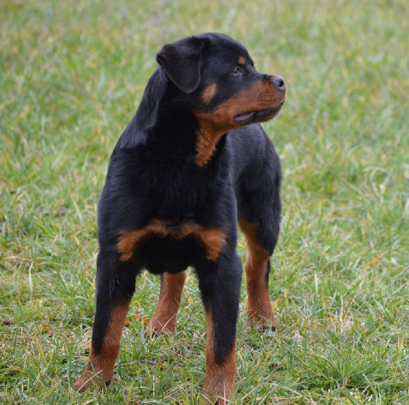 Ménélas vom Haus Metzgerhund