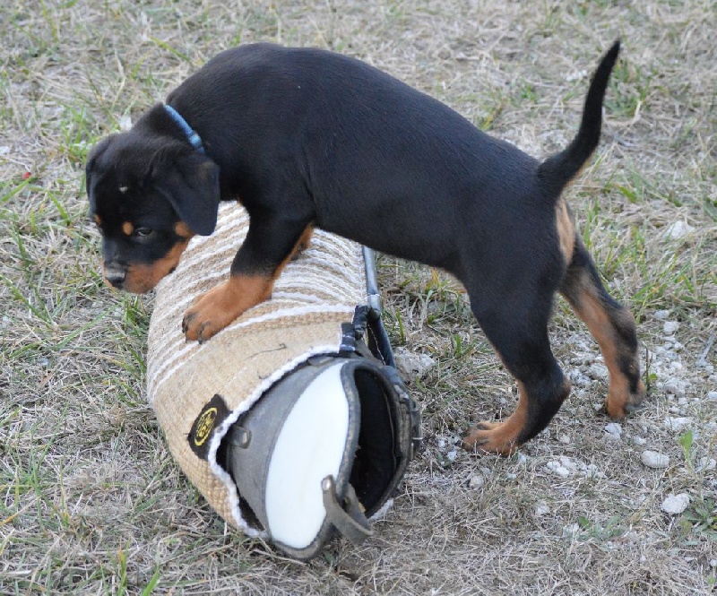 Malcom vom Haus Metzgerhund